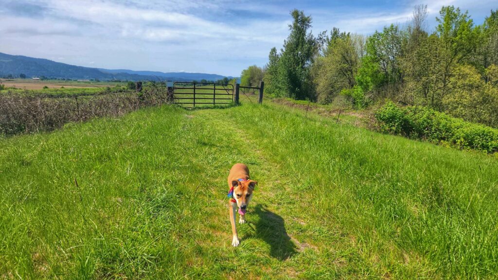 Unicorn, a tan rescue dog wearing a colorful bandana, walks toward the camera along a grassy farm path, surrounded by green fields, trees, and distant hills under a blue sky.