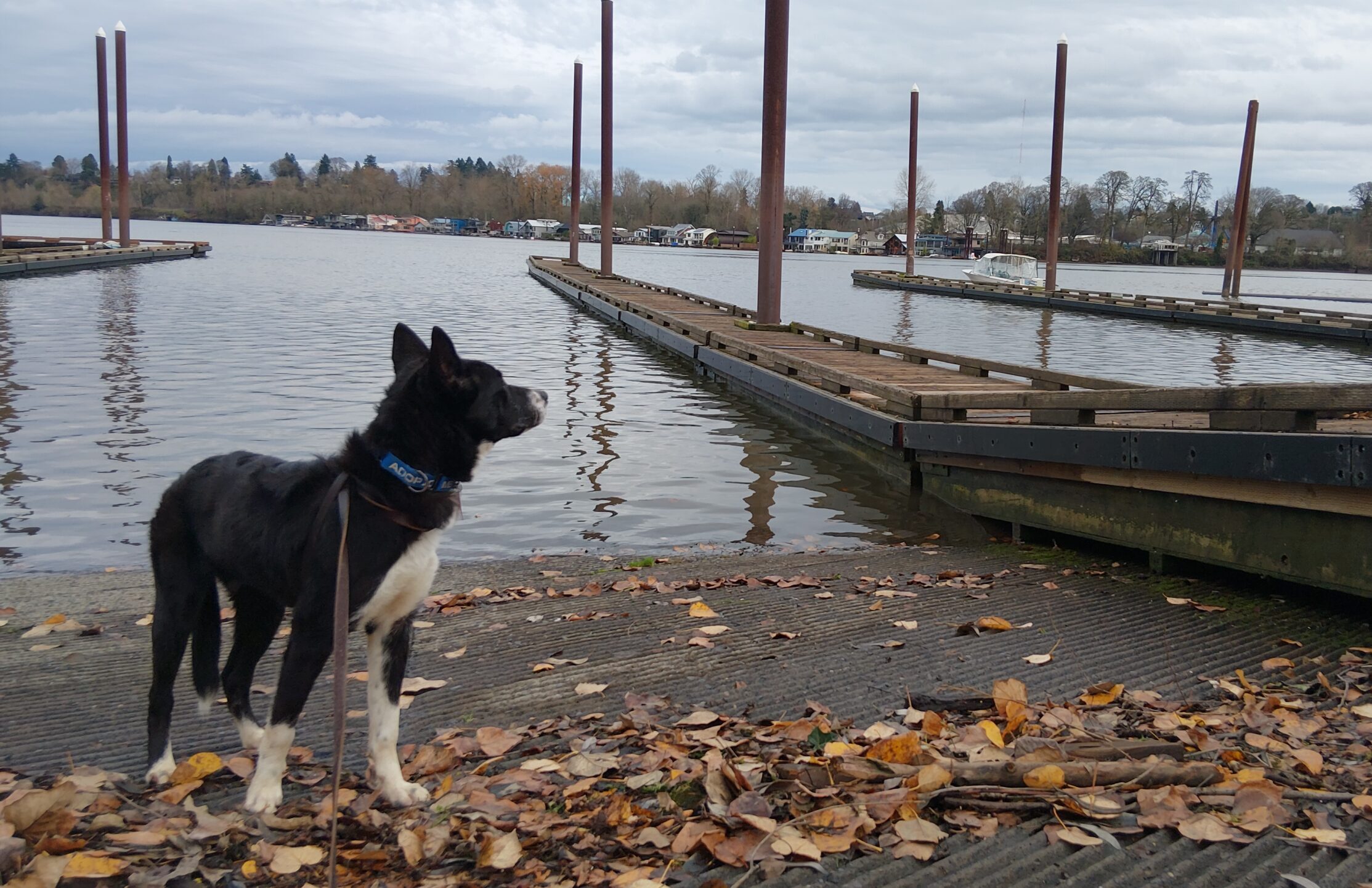 Dog on leash at the river in Portland during a K10 Academy Adventure Dog training session
