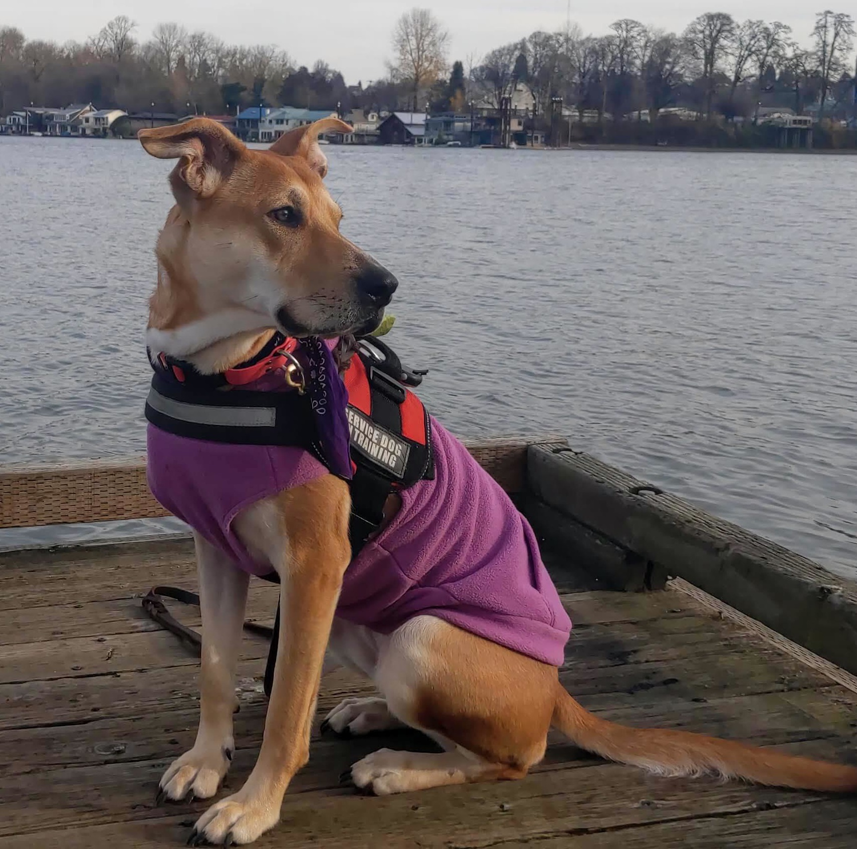 Unicorn — K10 Academy's task-trained service dog, adopted from Oregon Dog Rescue