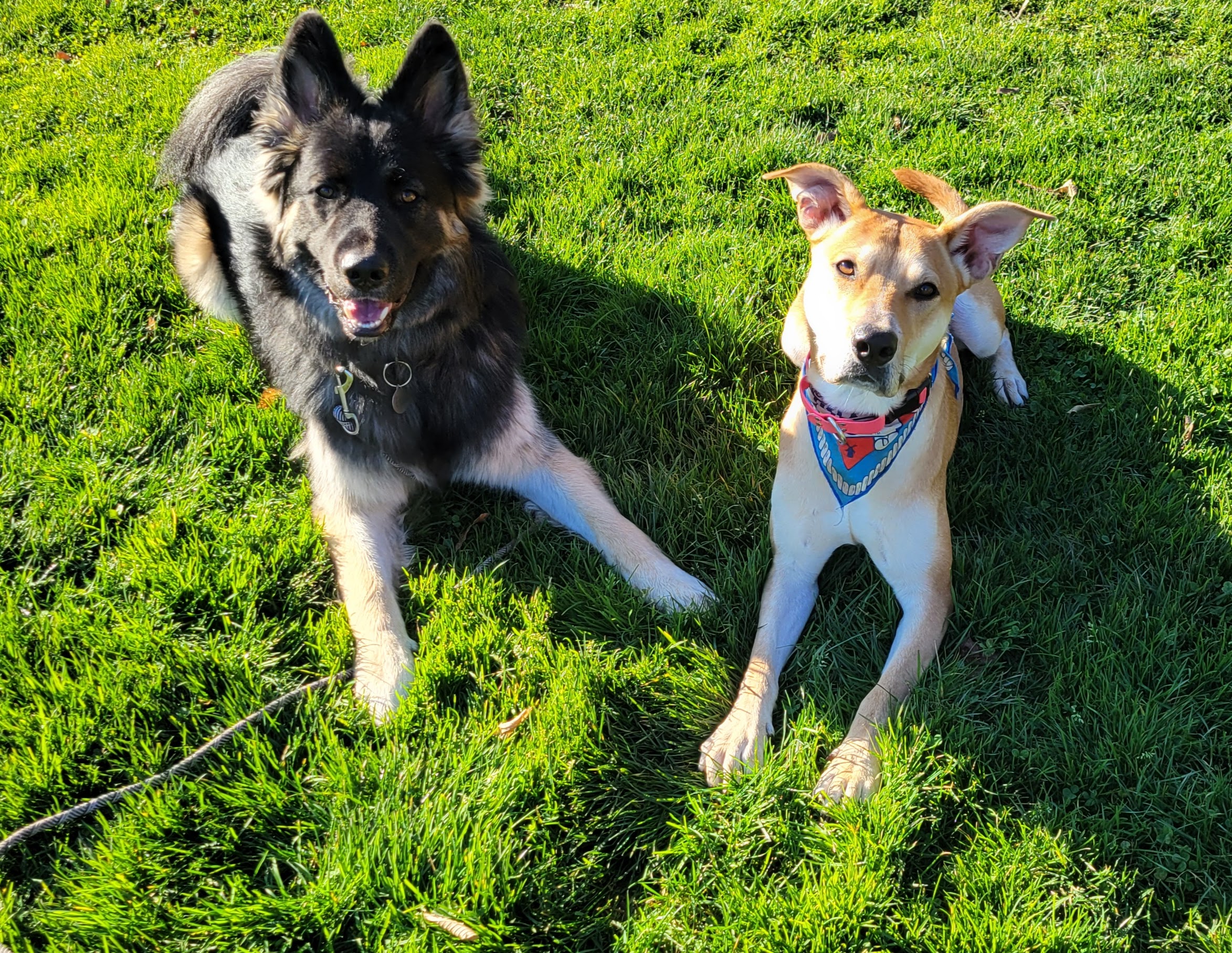 Unicorn and Fin training together in the field — K10 Academy Adventure Dog Program
